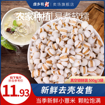 Seven carp fresh Guizhou small barley barley rice seed 500g * 3 bags of fresh shell coarse grains