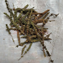 Chinese herbal medicine Schizonepeta Spike 500 gr Chinese herbal medicine Schizonepeta Spike Catnip catnip