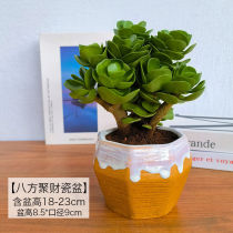 Qianduoduo plant potted money pocket potted round leaf money tree Fulutong potted succulent money string money wood