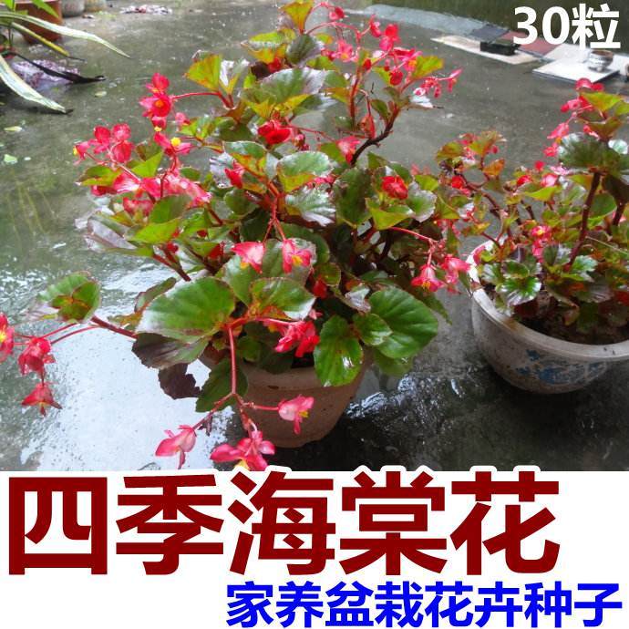 好货如云 花卉/蔬果/草坪种子 四季海棠  品牌:四季海棠 颜色分类:四