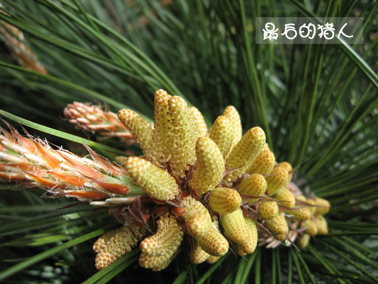 高山新鲜油松针 野生全松茶 高山绿色松针叶