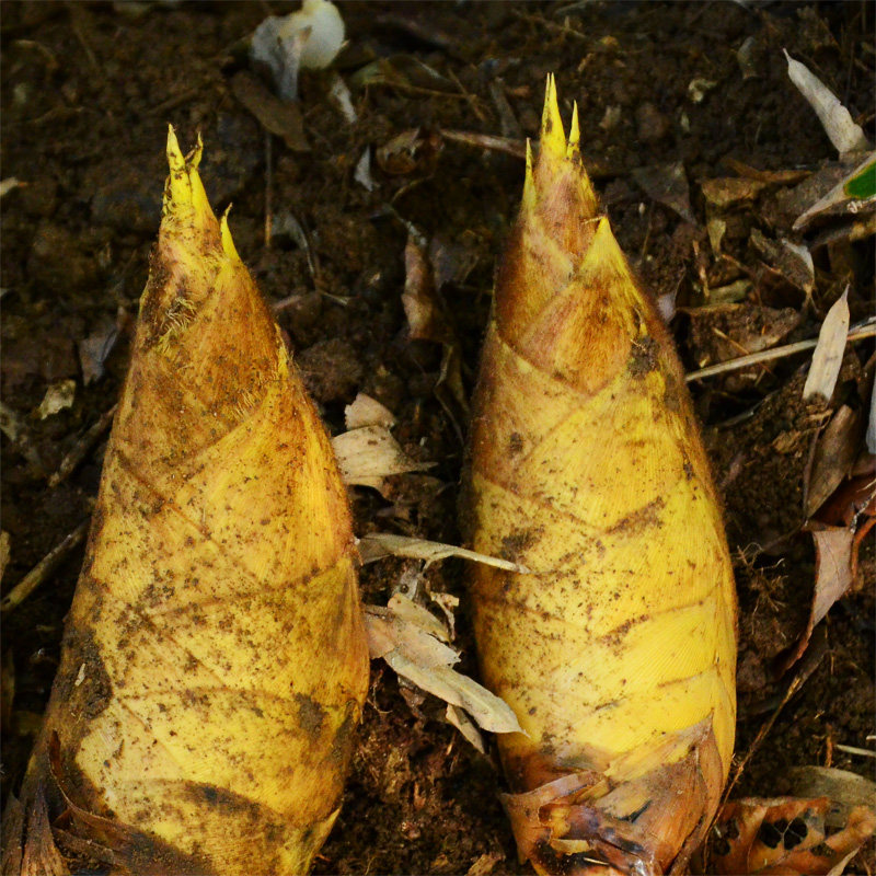 野生新鲜高山冬笋 嵊州西白山农家现挖发货 绿色纯天然 1斤_7折现价15