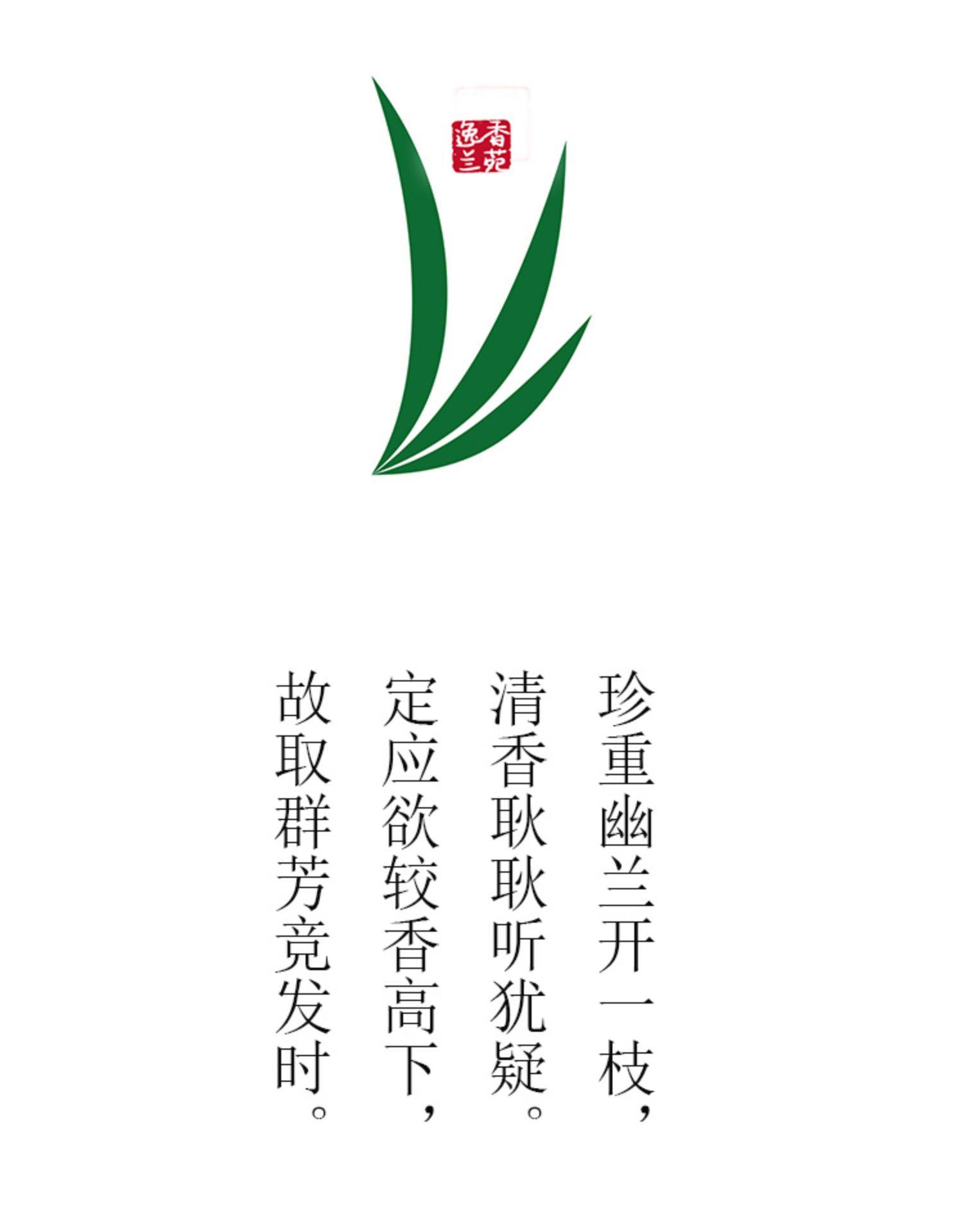 细叶寒兰连城兰花兰草盆景盆栽土绿植兰带草植物花苞易养活办公室