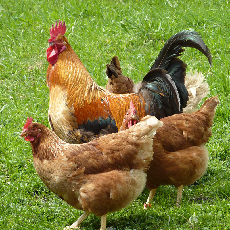 老母鸡正宗散养2年老母鸡土鸡农家柴鸡草鸡现杀_生券猫