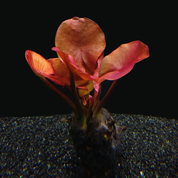 [千草堂水族-水草]红荷根/大株/新手造景/易养活/会开花/冷水养_双氙