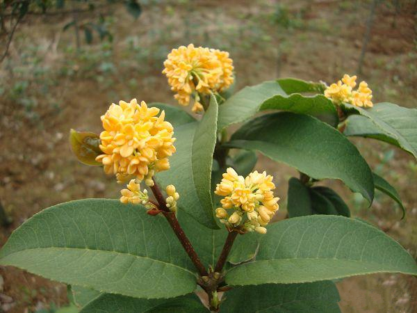 包邮天香台阁九龙桂中华龙桂四季黄金桂南北桂花苗木花卉盆栽地栽