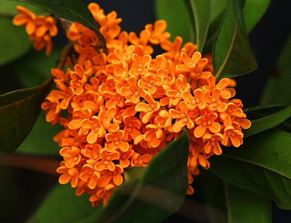 包邮天香台阁九龙桂中华龙桂四季黄金桂南北桂花苗木花卉盆栽地栽