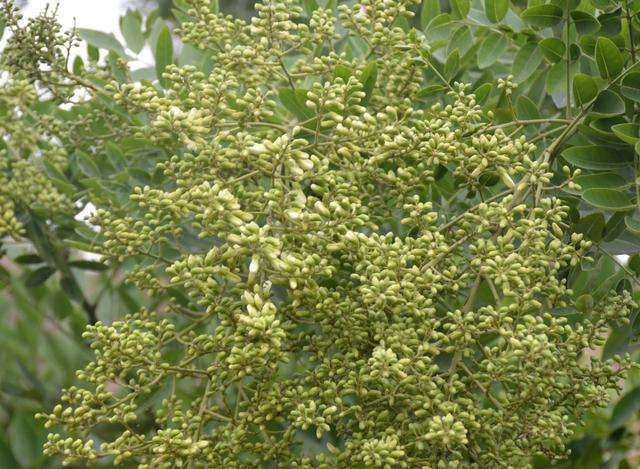 18年新货槐米茶槐花米国槐茶叶槐米国槐500克包邮