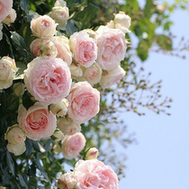 Warm Warm Peninsula Pink Gentian Moon Season Flowers Miao French Classic Climbing Vine with a large floral Rosaceae jewel