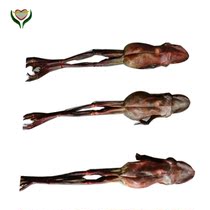 Forest Frog Dry Snow Clam Oil Forest Frog Oil Long White Mountain Forest Frog Small Number Liao East Snow Clam Dry Yuan Deposit Spring