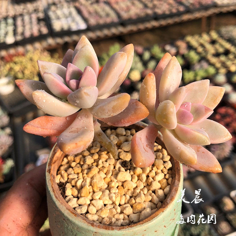 多肉植物淡雪双头桩高茶桩美晨花园特价邮花卉绿植盆栽新手