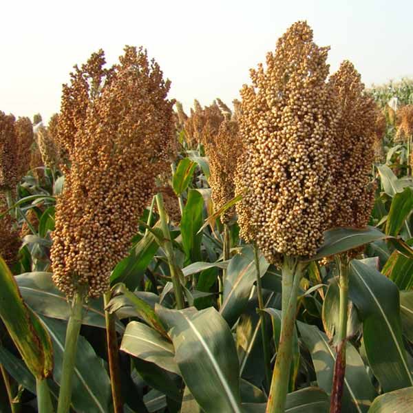 批发杂粮白高粱新货东北白高粱米500g 部分地区5斤包邮