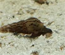 Recommended express aquarium pet Malay 4 packs 8 yuan