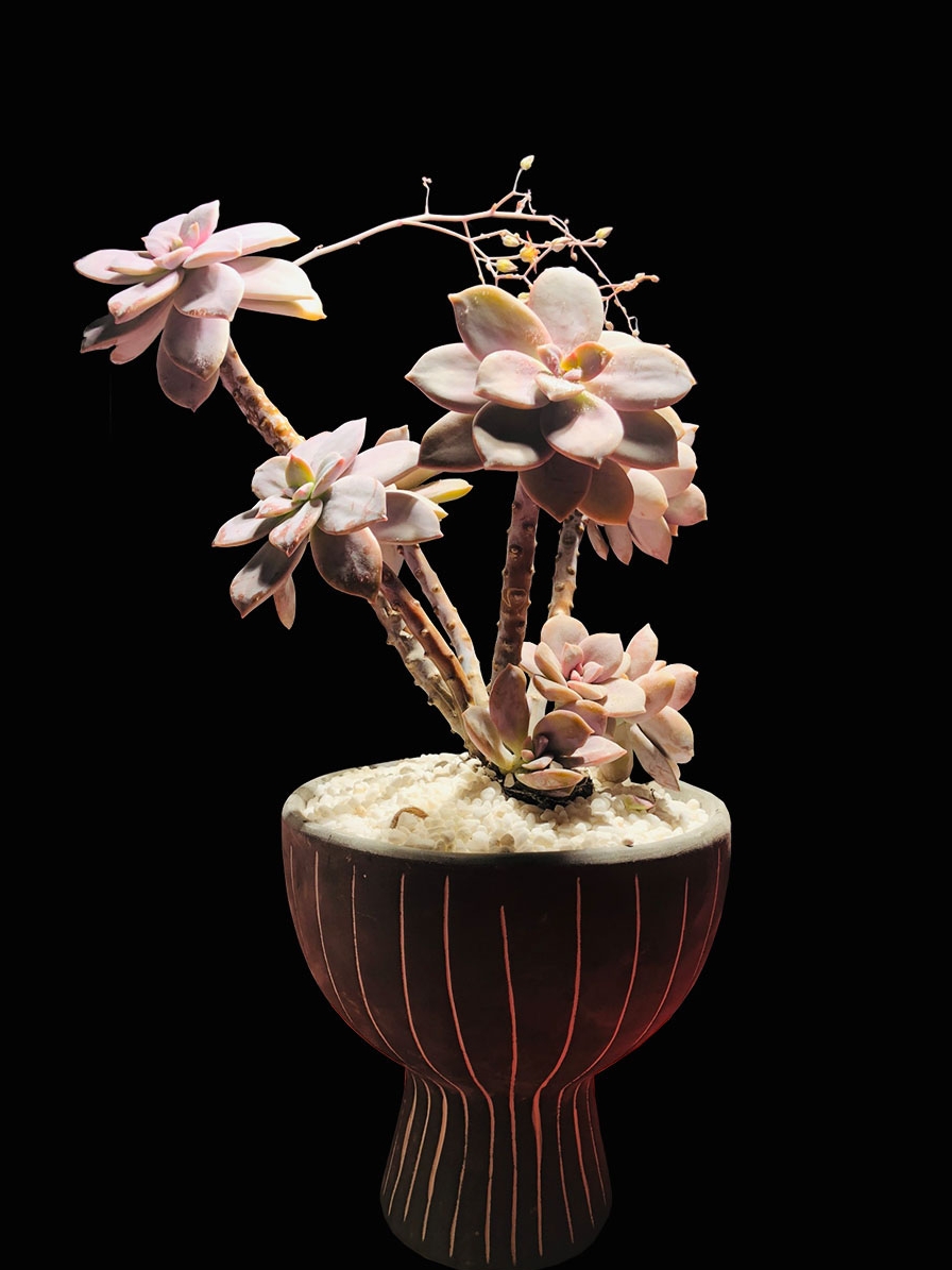 华丽风车多肉老桩15cm5头大群多肉植物稀有品种巨型纸风车非紫乐