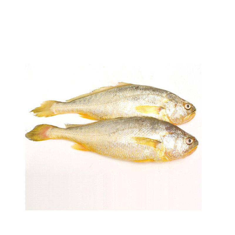 东海新鲜当天打捞大黄花鱼 冷冻深海鱼半野生清补鲜小黄鱼3只顺丰