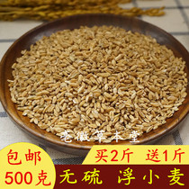 Buy 2 sending 1 floating wheat Sweat Floating Wheat Tea Shriveled Wheat 500 gr can be matched with wheat-wheat-date soup