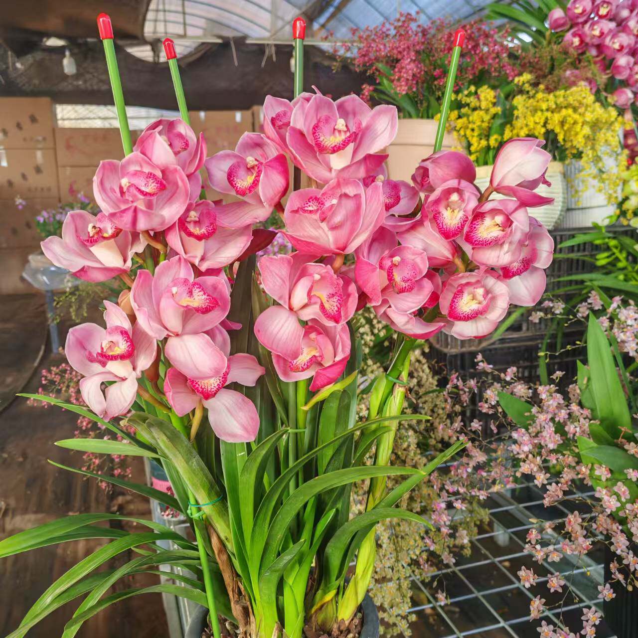 d粉色福星蕙兰5花剑大花蕙兰多花剑起发易养护长花期室内高端1287