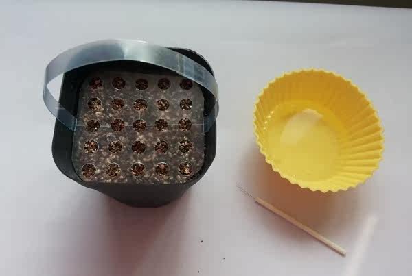 自制不花钱的多肉植物点播神器