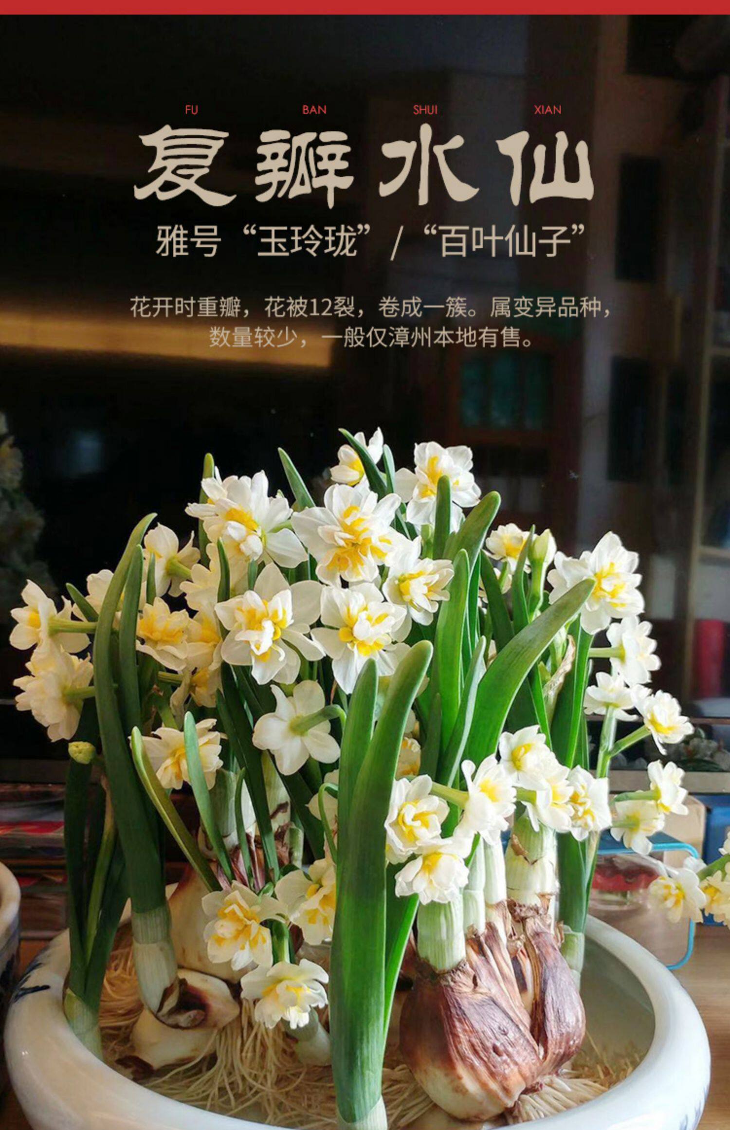 水仙花种球水仙复瓣室内水培冬季花卉植物花种子漳州水仙花重瓣