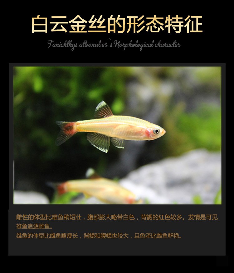 白云金丝鱼冷水活体小型原生鱼唐鱼不加温观赏耐活淡红尾灯科包活
