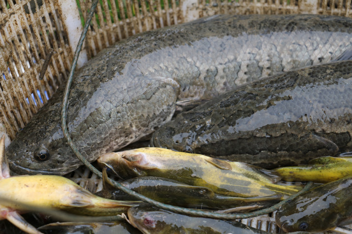长江野生鲫鱼鲜活新鲜现杀昂刺鱼草鱼鲤鱼黑鱼鳜鱼鳡鱼泥鳅黄鳝