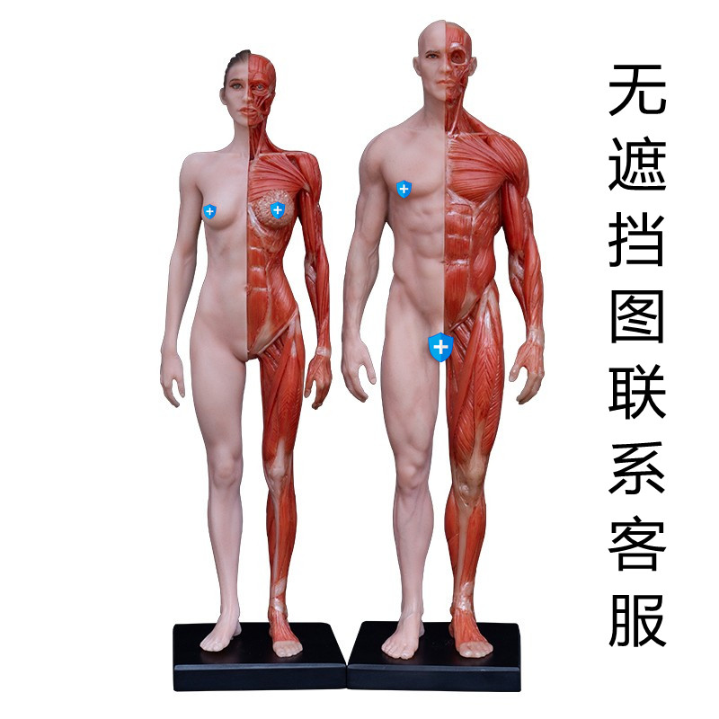 30cm艺用人体模型人体肌肉解剖医用ZB 雕塑美术绘画参考模型