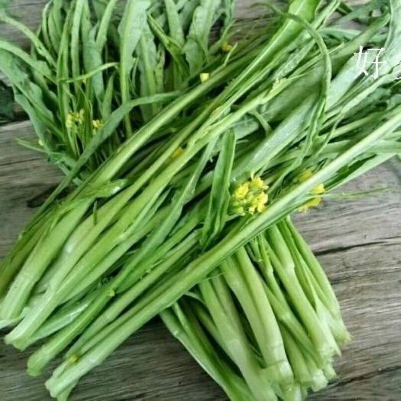 超纯柳叶菜心种子桂林菜花种子广东广西特色蔬菜种子卷叶菜心蔬菜