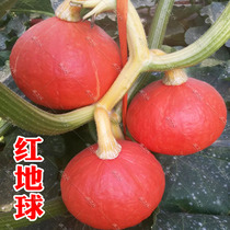 Hezhiyuan Red Earth Red Peel Pumpkin Seeds Spring Vegetable Seeds Four Seasons Seed Sweet Faced Chestnut High Yield Sweet