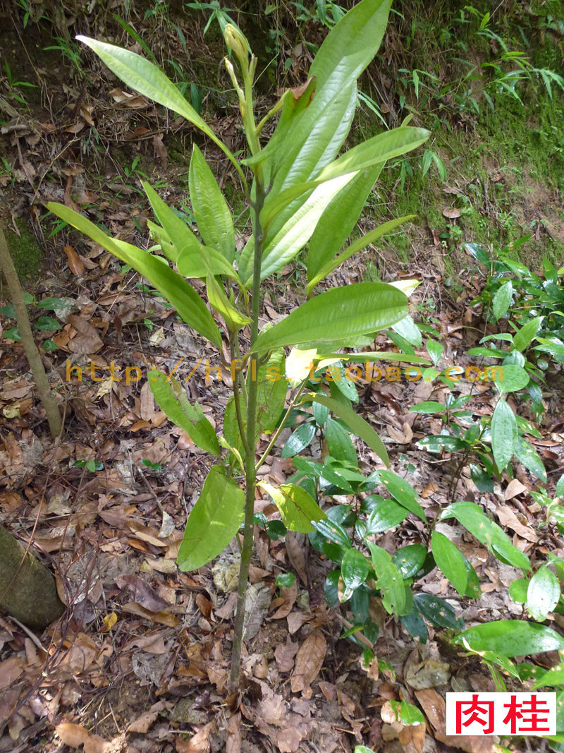 肉桂树苗又称桂皮树/陈桂/筒桂/玉桂等有药用价值/食品五香粉成份