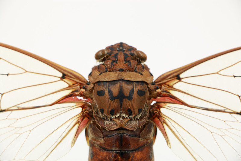【新到】帝王蝉 世界上最大的蝉 a1标本展翅20cm  收藏教学观赏
