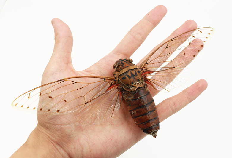 【新到】帝王蝉 世界上最大的蝉 a1标本展翅20cm  收藏教学观赏