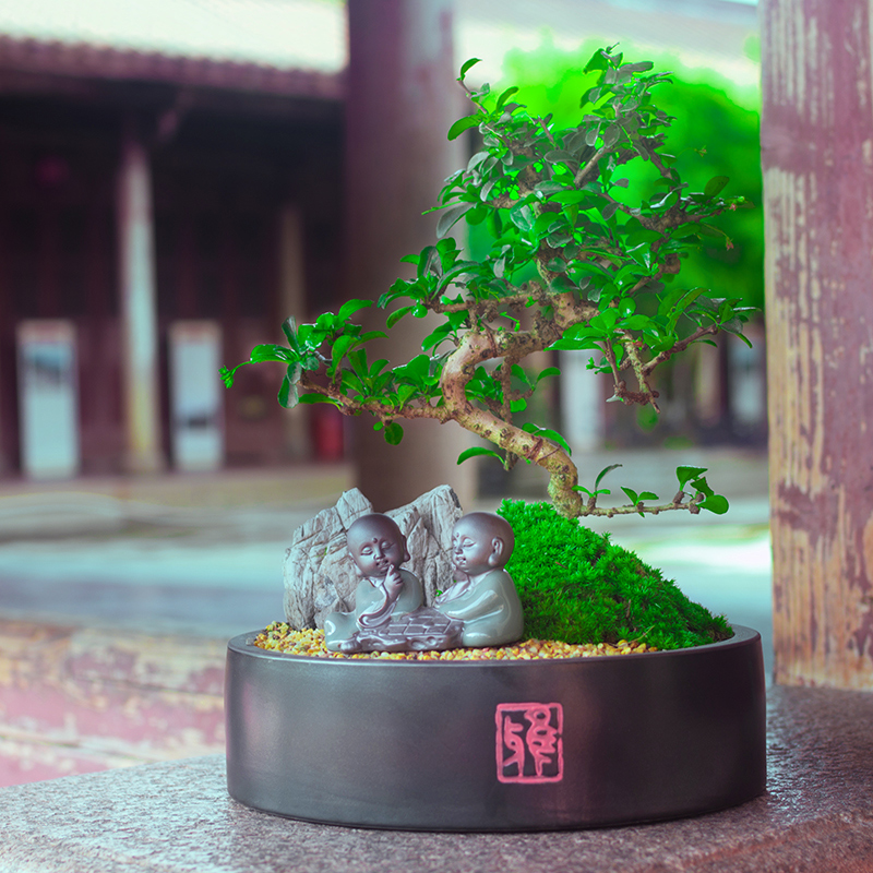 Lobules of fujian tea tray landscape bonsai the plants indoor potted flowers sitting room bedroom evergreen purify air of green plant