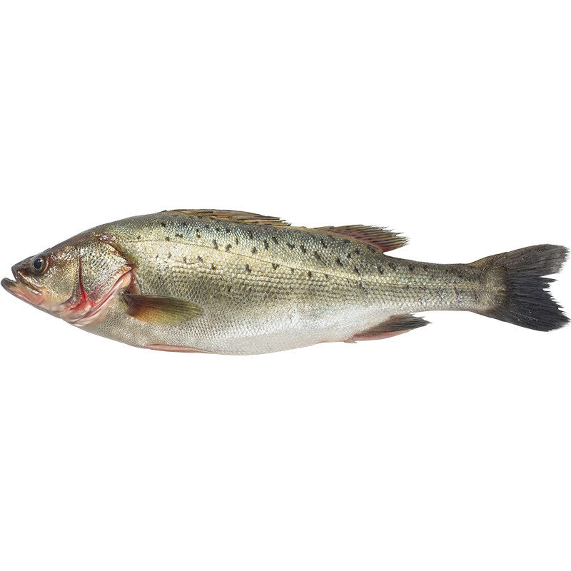 鲈鱼鲜活新鲜2斤野生七星花鲈鱼大鲈鱼深海鱼海鱼海鲜水产海鲈鱼