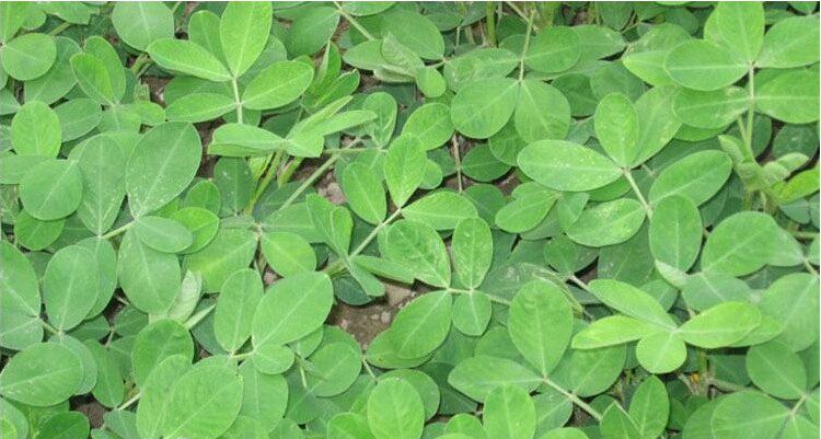 高山农家花生叶无肥料干花生叶子袋泡茶助眠17年新货 一斤包邮