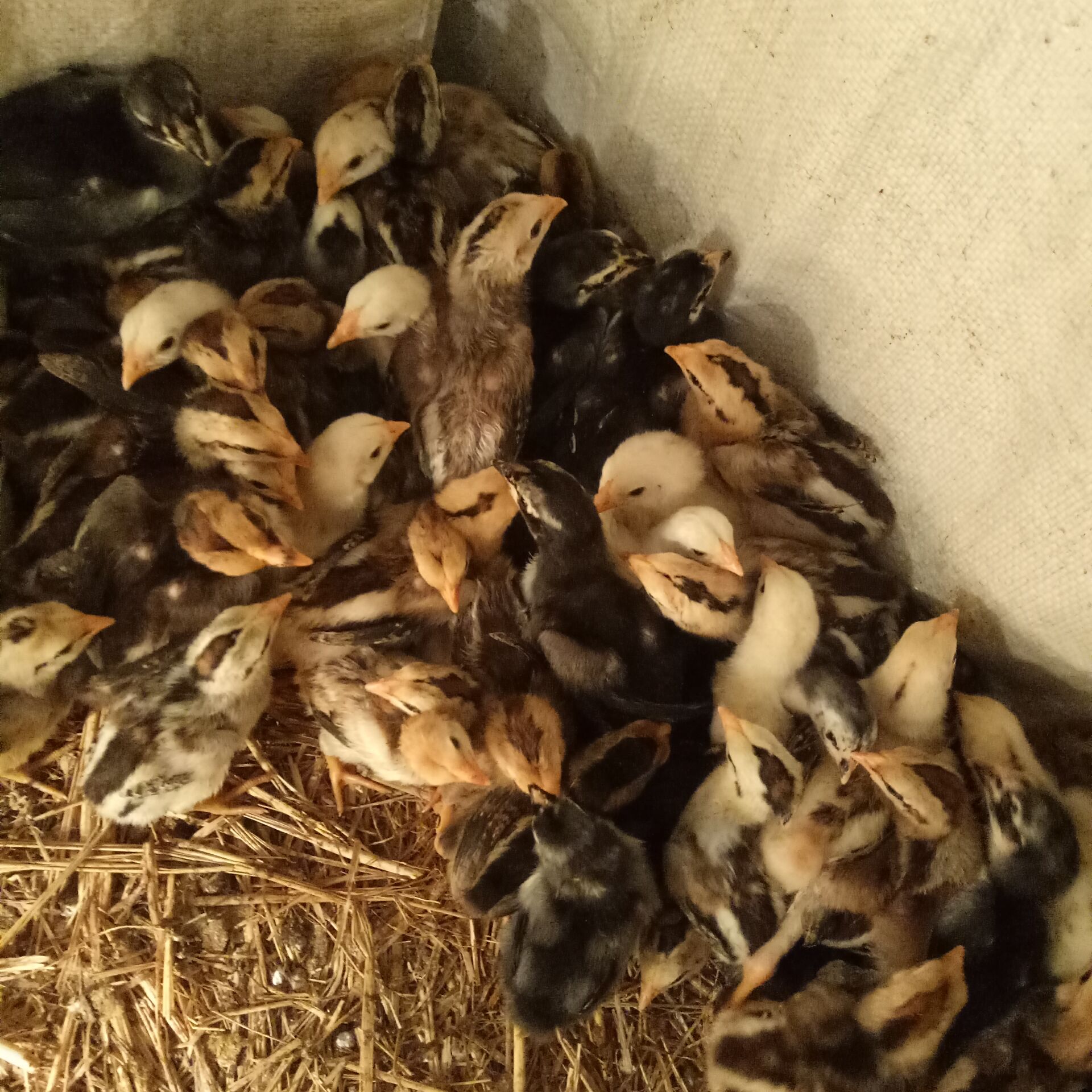 海鲈鱼淡水鲈鱼哪个贵_鲈鱼产自哪里_海鲈鱼和淡水鲈鱼哪个好