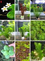 Hydroponic plants and fish co-raise aquatic plants in the goldfish tank seaweed real grass betta guppy special landscaping