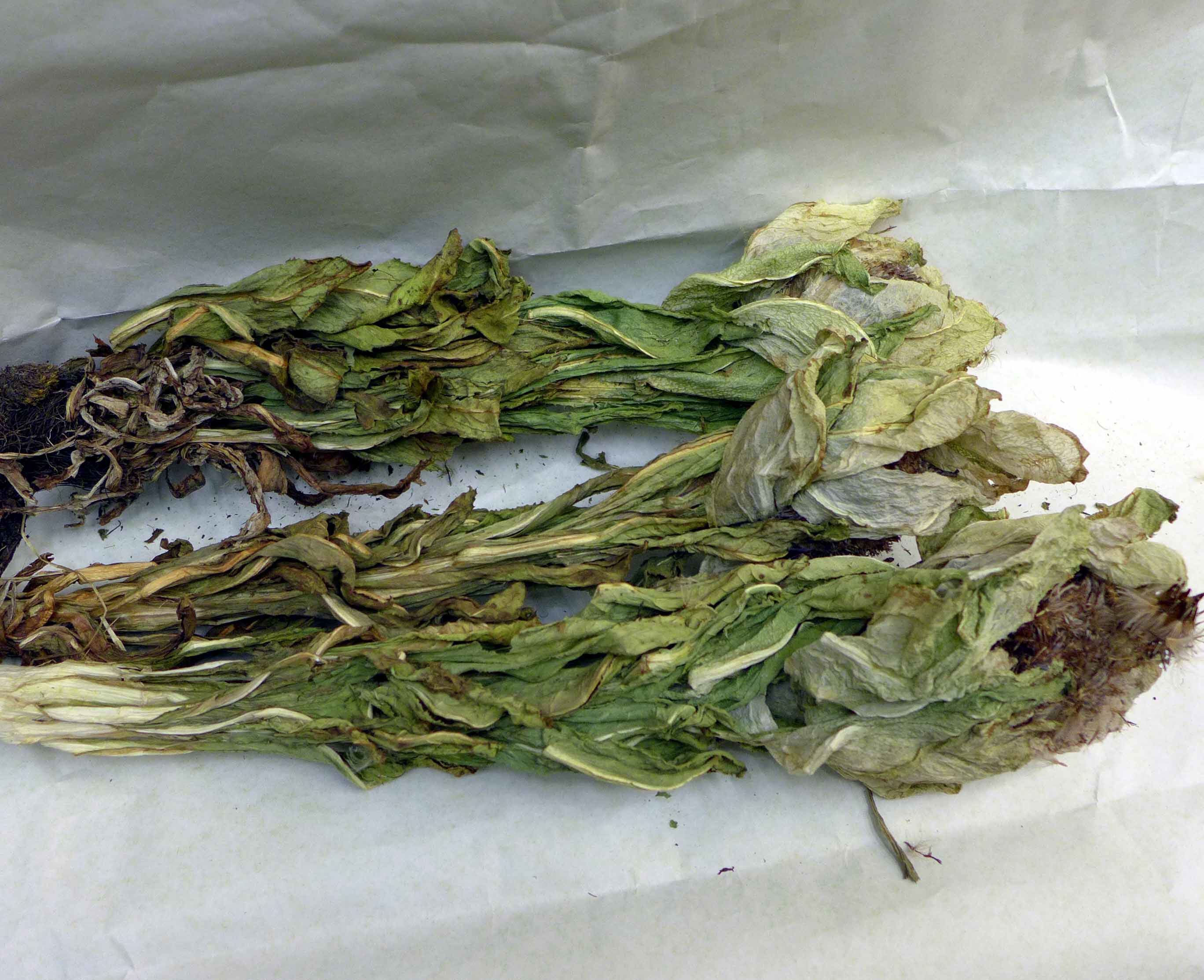 新疆野生天山雪莲,正宗雪莲花4.5千米15.6元一朵,买十送一.