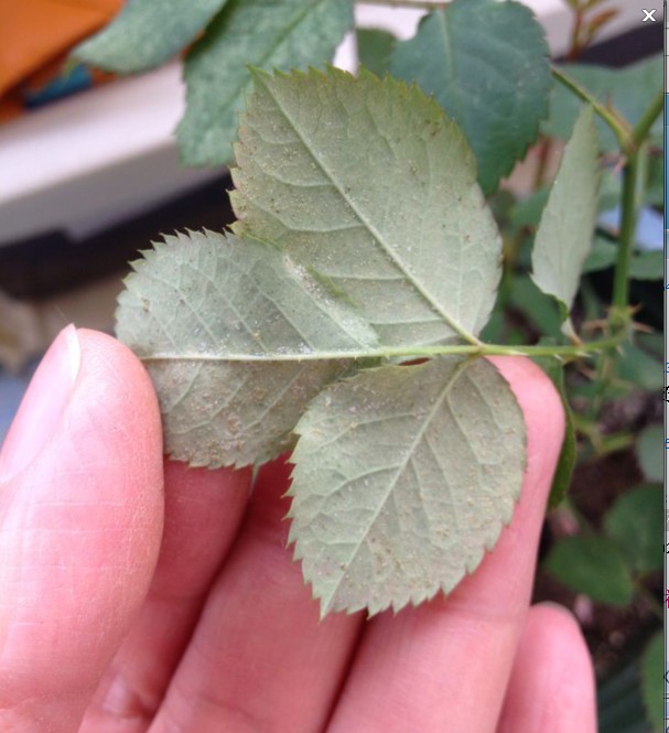 月季病虫害# 关于红蜘蛛的预防和防治