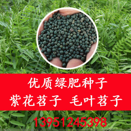 光叶紫花苕种子果园绿肥种子毛苕子长柔毛野豌豆牧草种子养蜂蜜源_7折