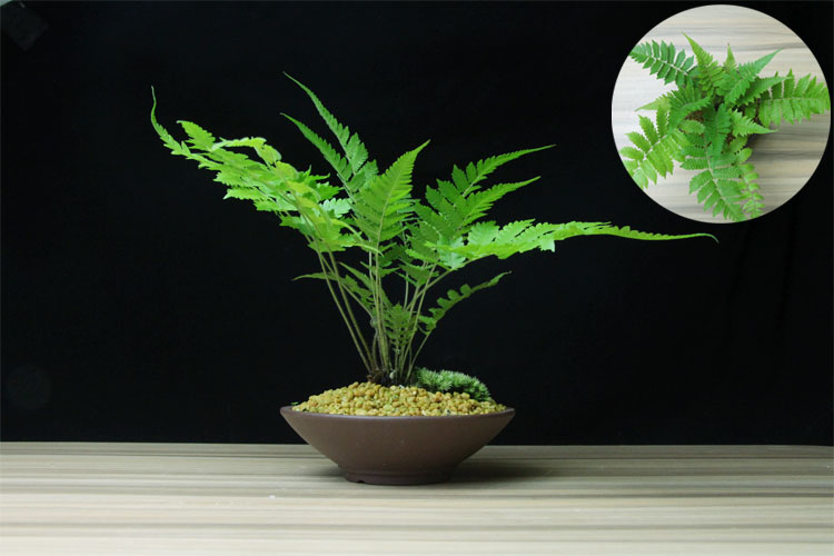 【金草之家】金钱菖蒲 蕨类水培植物盆景花卉竹子微景观盆栽