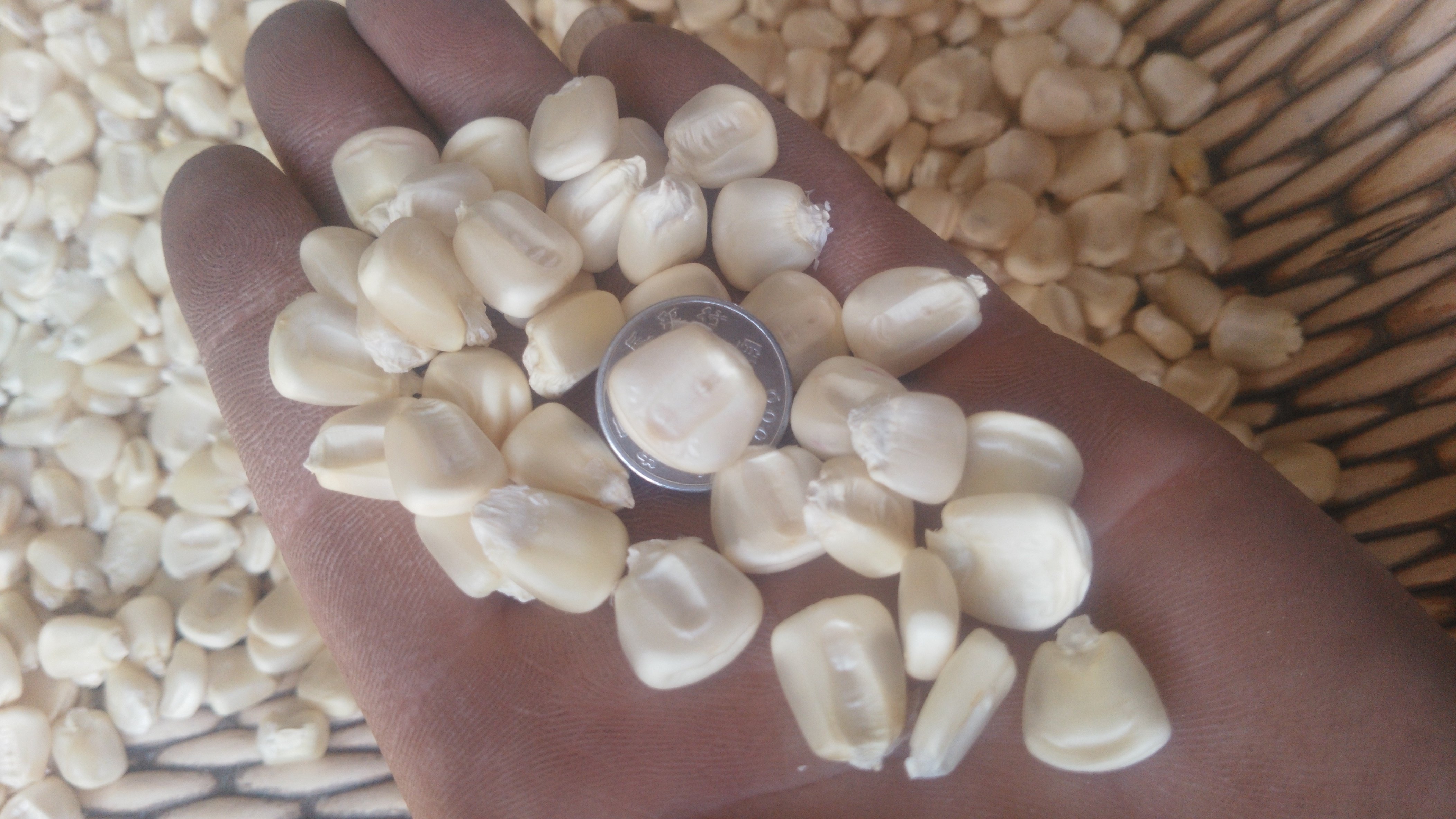 秒杀非转基因老品种粮食种子白马牙玉米种子玉米粒营养粗纤维杂粮