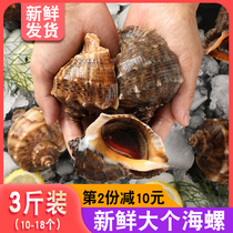 Conch fresh big conch fresh raw seafood Qingdao specialty shellfish fishing super large conch on the same day