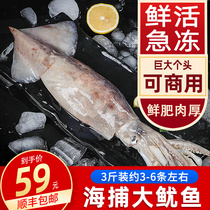 Large squid fresh live frozen squid whole commercial 3kg iron plate squid whisker octopus foot barbecue hot pot ingredients