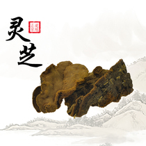 Lan Shengtang Tibet pine pinhole fungus Ganoderma lucidum cut Ganoderma Zhi powder brewing tea health 500g