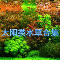 Aquatic Plants Sun Pu Tai Green Sun Thin Leaf Sun Wide Leaf Sun Red Sun Solid Fine Sun Singapore Sun