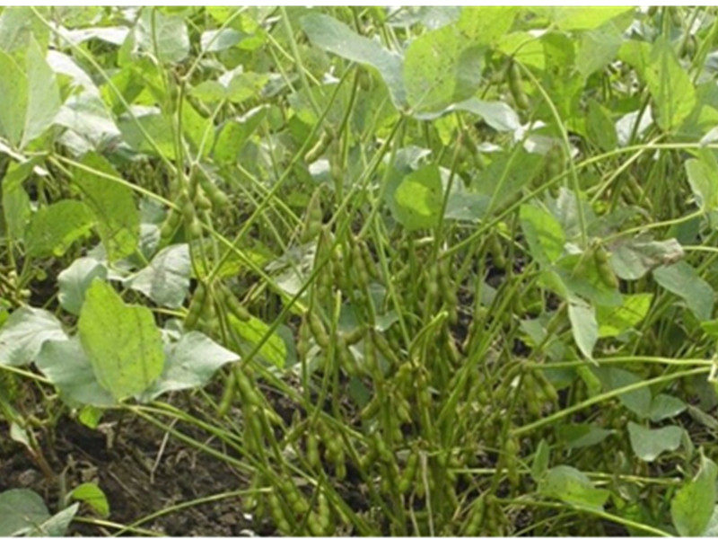 神农架农家自种黑小豆绿心黑豆黑青豆非转基因五谷杂粮250g_双氙车灯