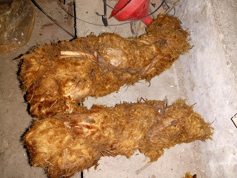 新鲜野生现挖黄狗头狗蕨金毛狗脊苟脊金黄狗脊包邮2斤装 买2送一