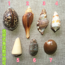 Shell conch Qinhuangdao Beidaihe specialty jewelry decoration decoration ornaments souvenirs from Ten