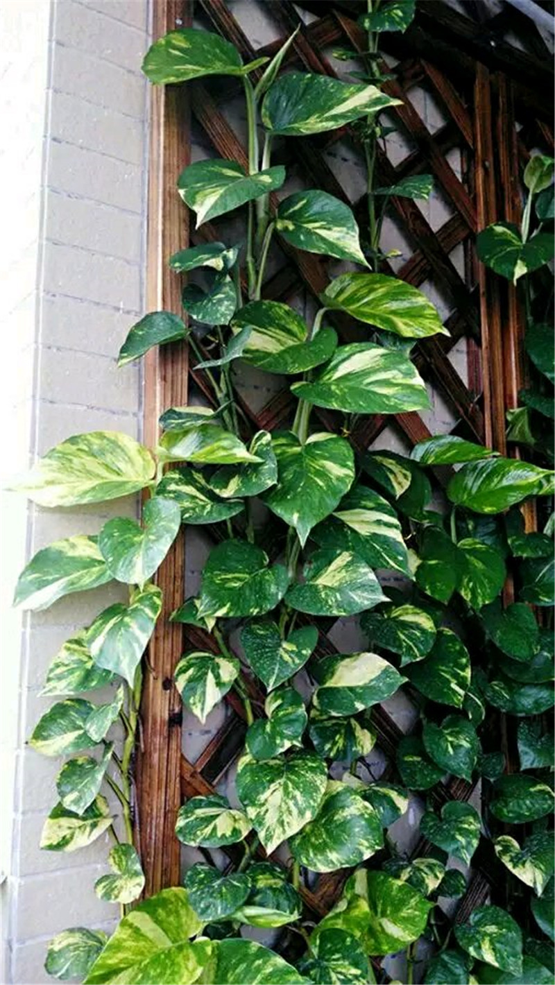 绿萝要爬墙,浇点"它",容易蹦出小气根