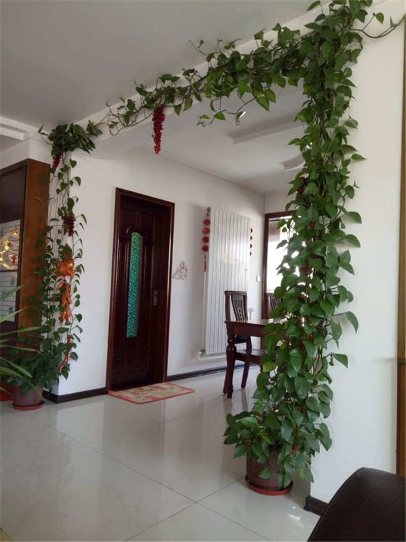 绿萝气生根怎么养?2步,超轻松,爬墙快